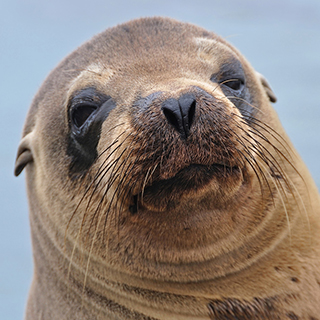 Galapagos - Floreana - Sea lion